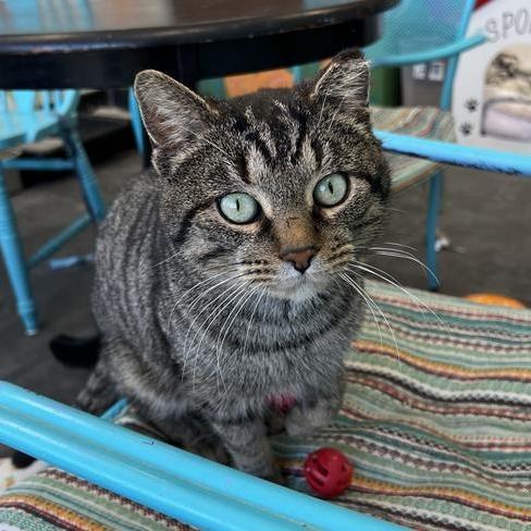 A young medium-sized male Tabby (Brown / Chocolate) Tabby cat named Meatball for adoption in Grand Rapids, MI