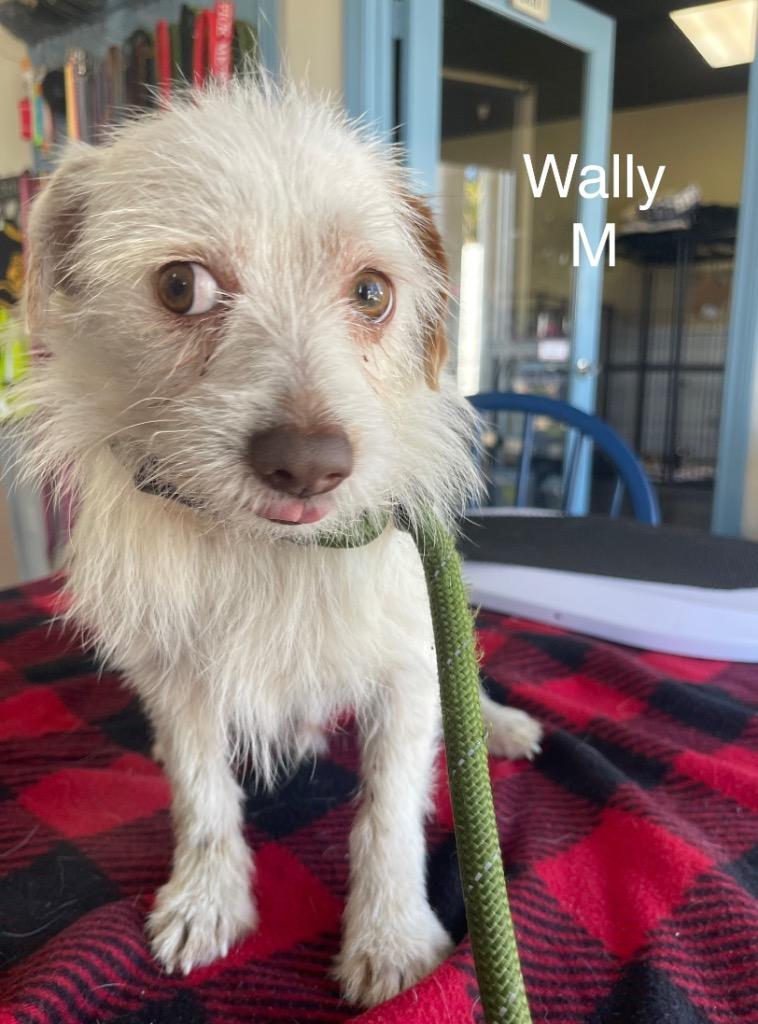 Wally