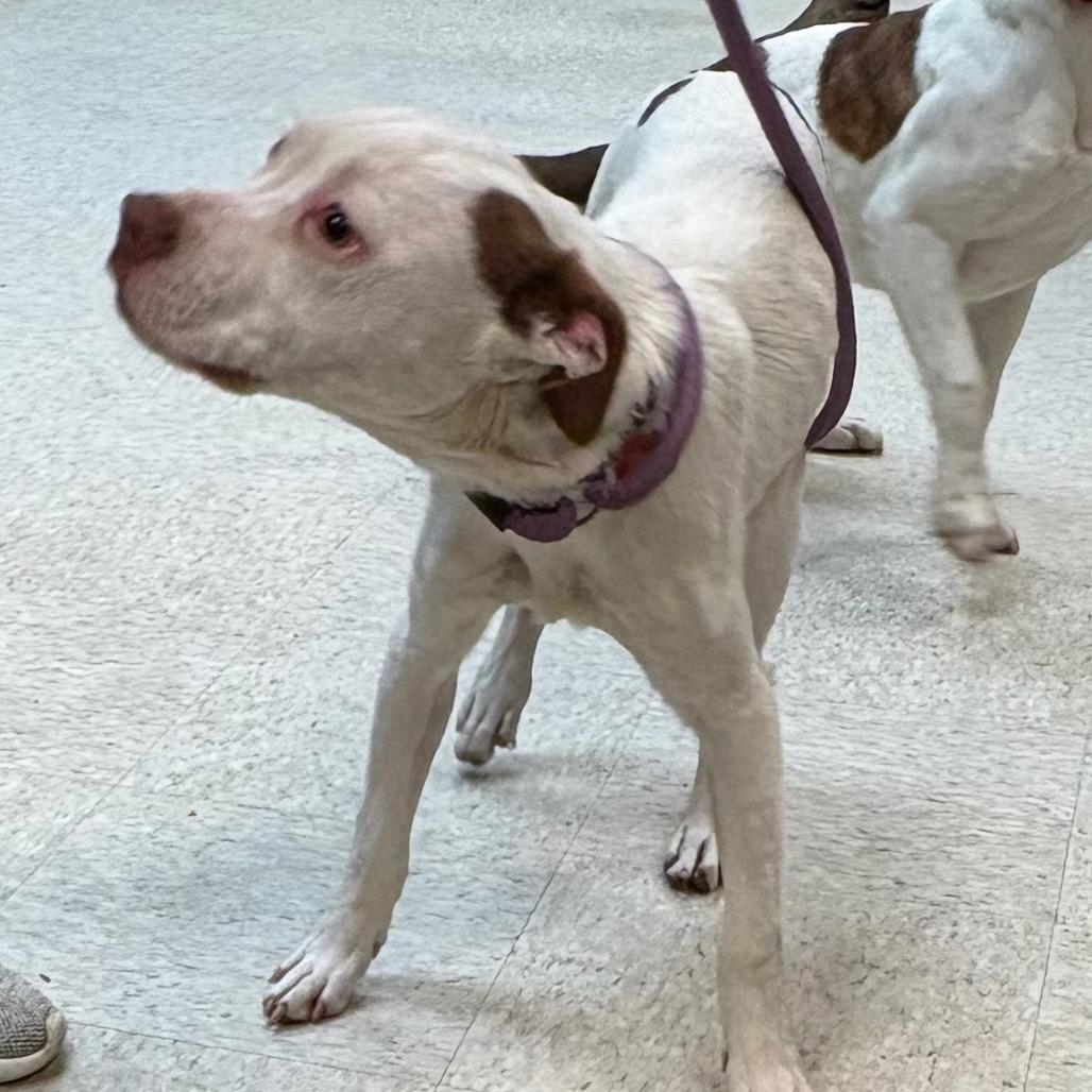 A baby small-sized female White / Cream Mixed Breed dog named Honk Mimi for adoption in Columbus, GA