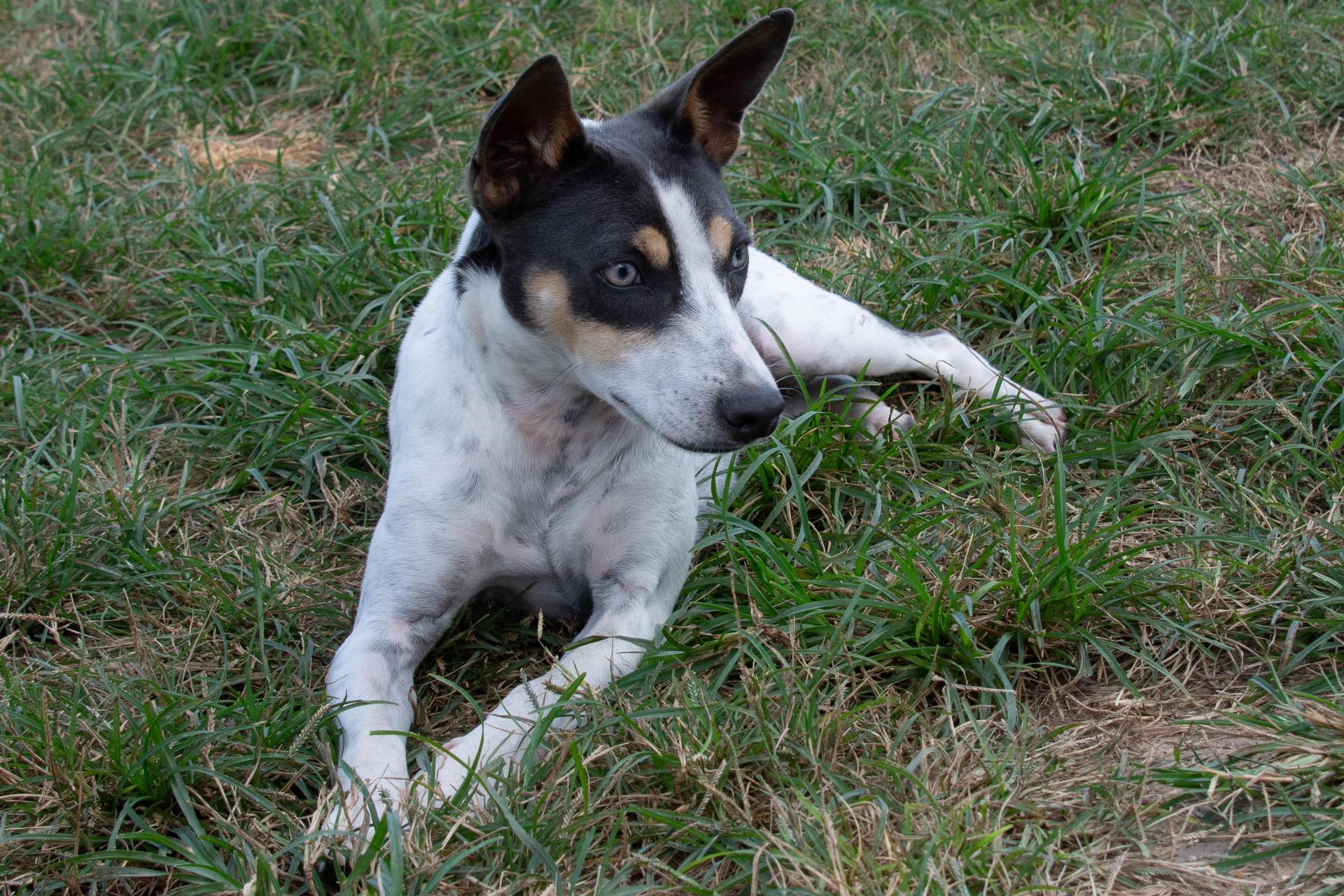 A young small-sized male White / Cream Jack Russell Terrier dog named Macaroni for adoption in Richmond, TX