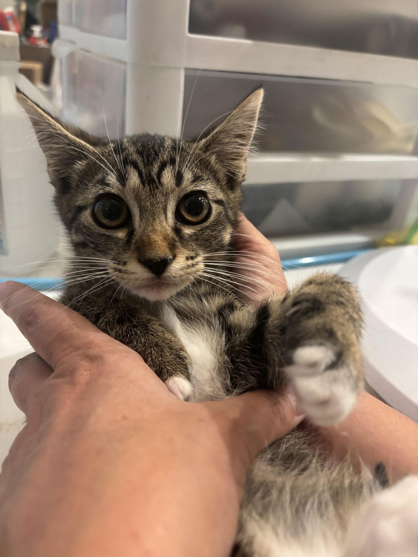 Marceline The Vampire Queen