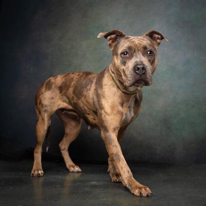 An adult medium-sized female Mixed Breed dog named Furry for adoption in Atlanta, GA