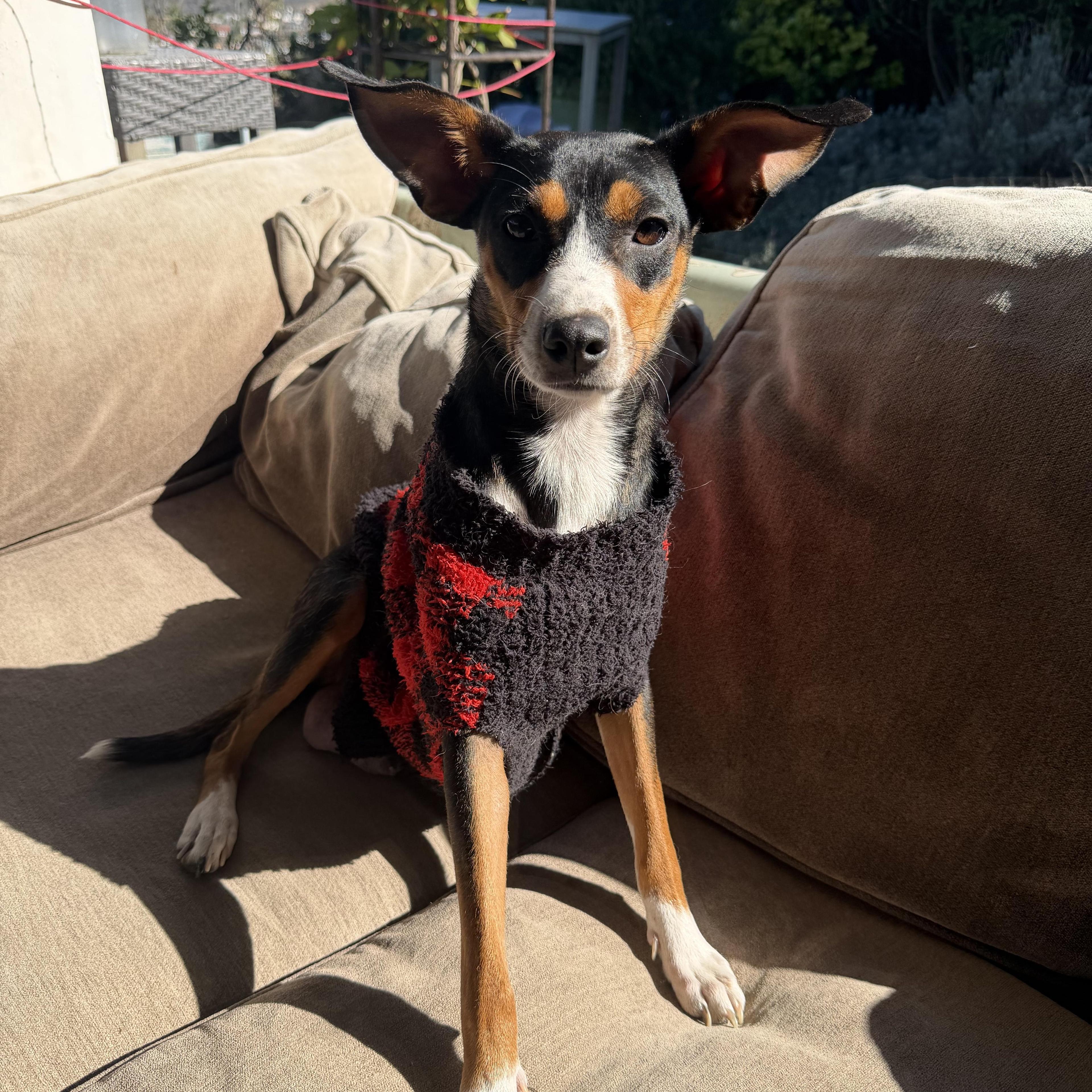 Holly Prancer photo 1