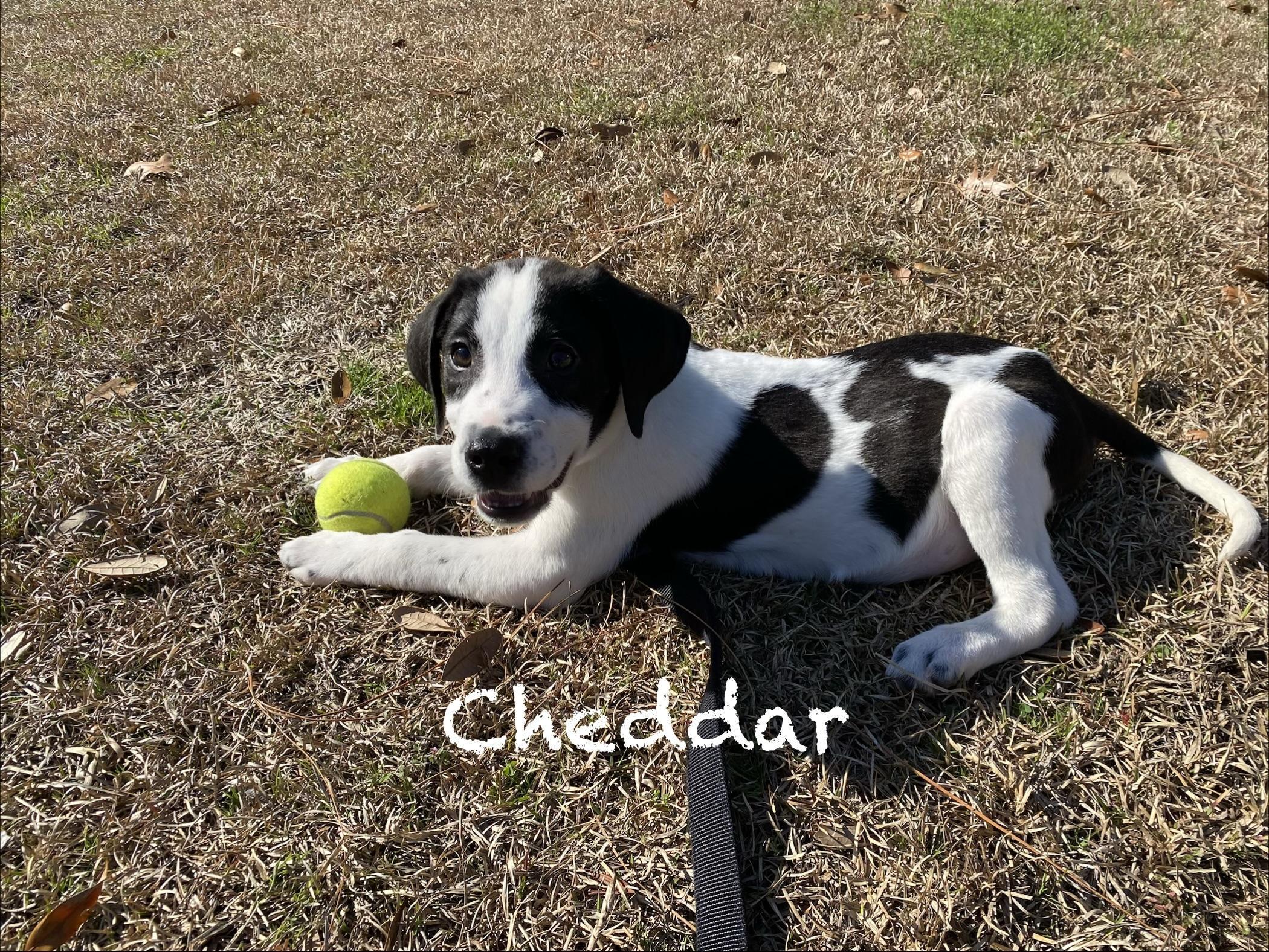 Cheddar