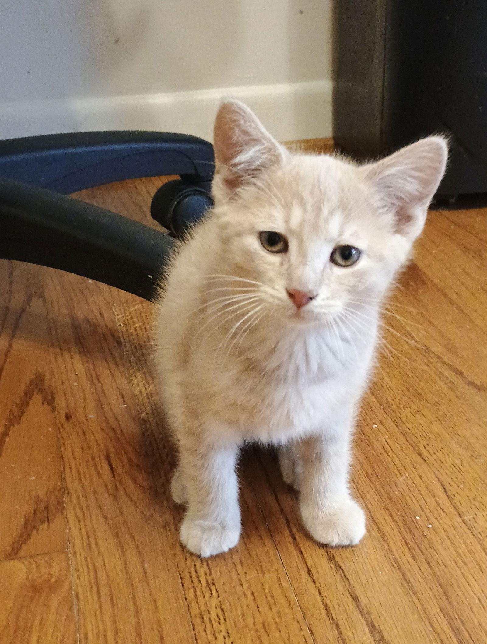 A baby medium-sized male Domestic Medium Hair cat named C Litter Scotch for adoption in Livonia, MI