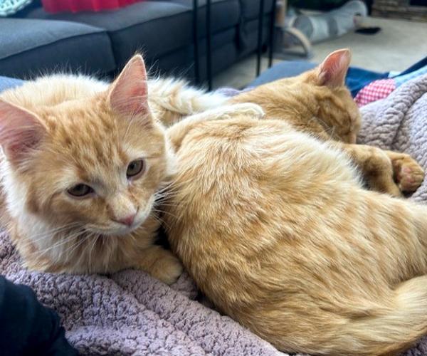 Biscuit Bonded Buddy