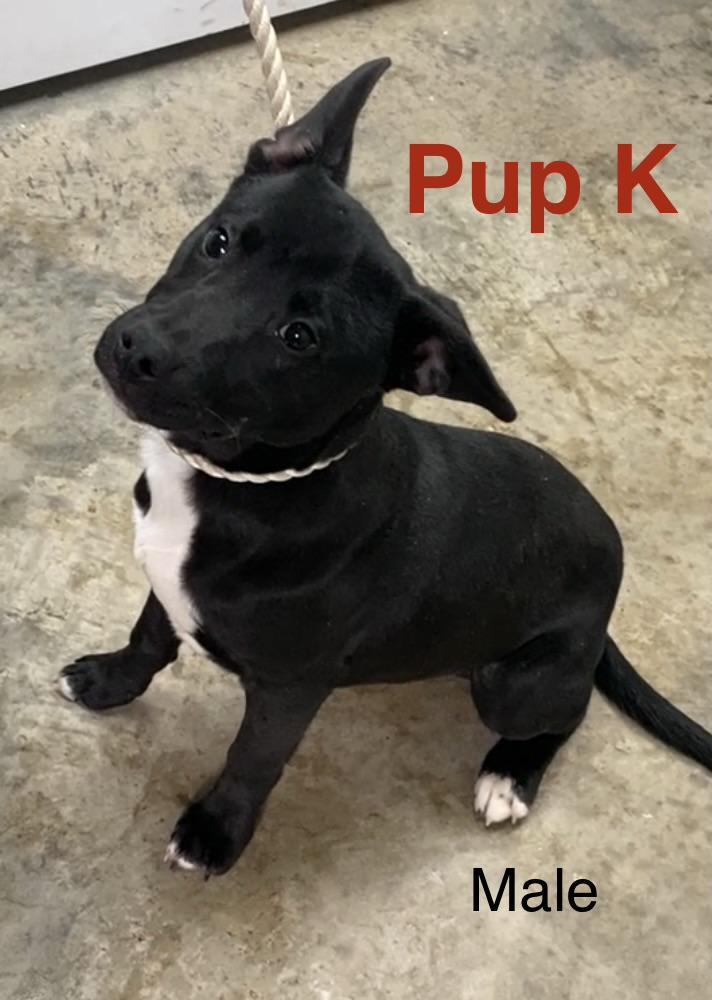 Pup K