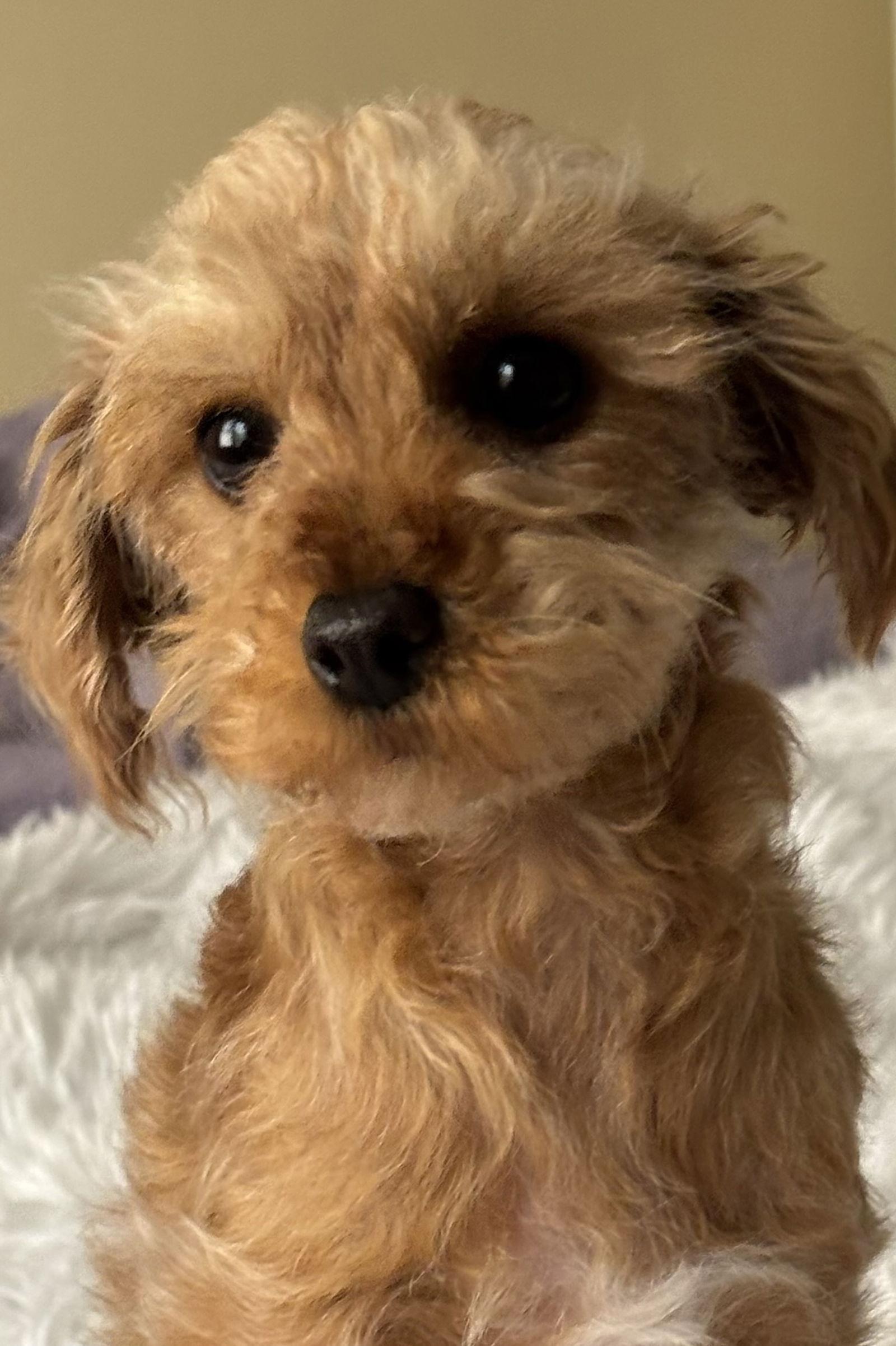 Dorothea Blueberry photo 1