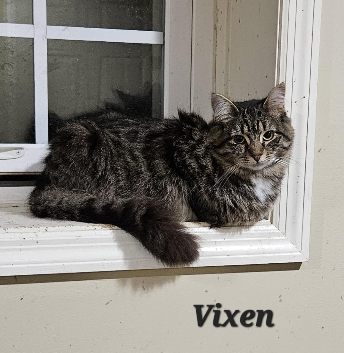 Vixen