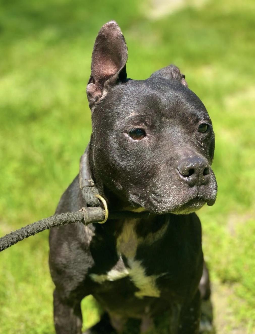 An adult medium-sized female Black Pit Bull Terrier dog named Jetta for adoption in Zuni, VA