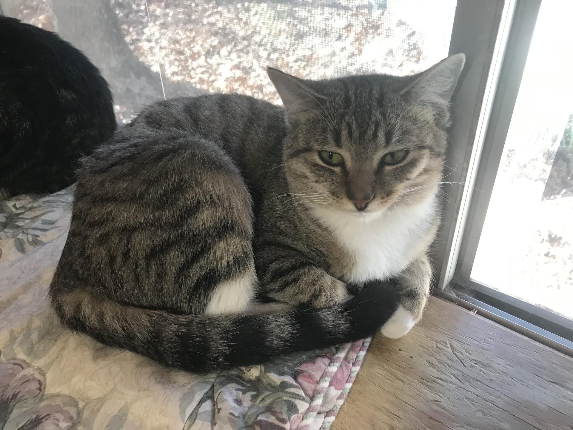An adult medium-sized female American Shorthair cat named Tootsie for adoption in Yellville, AR