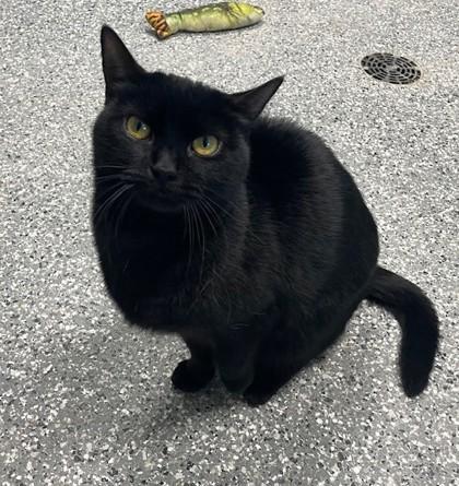 An adult small-sized female Domestic Short Hair cat named Dove for adoption in Columbia City, IN