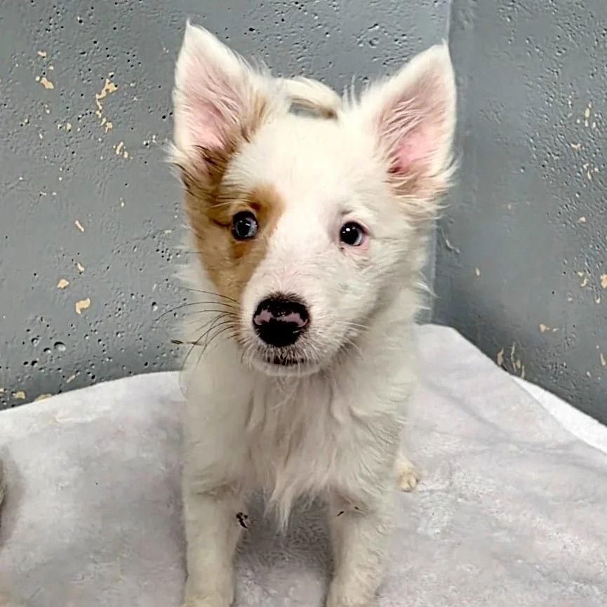 A baby medium-sized male Shetland Sheepdog / Sheltie dog named Echo for adoption in Dublin, OH