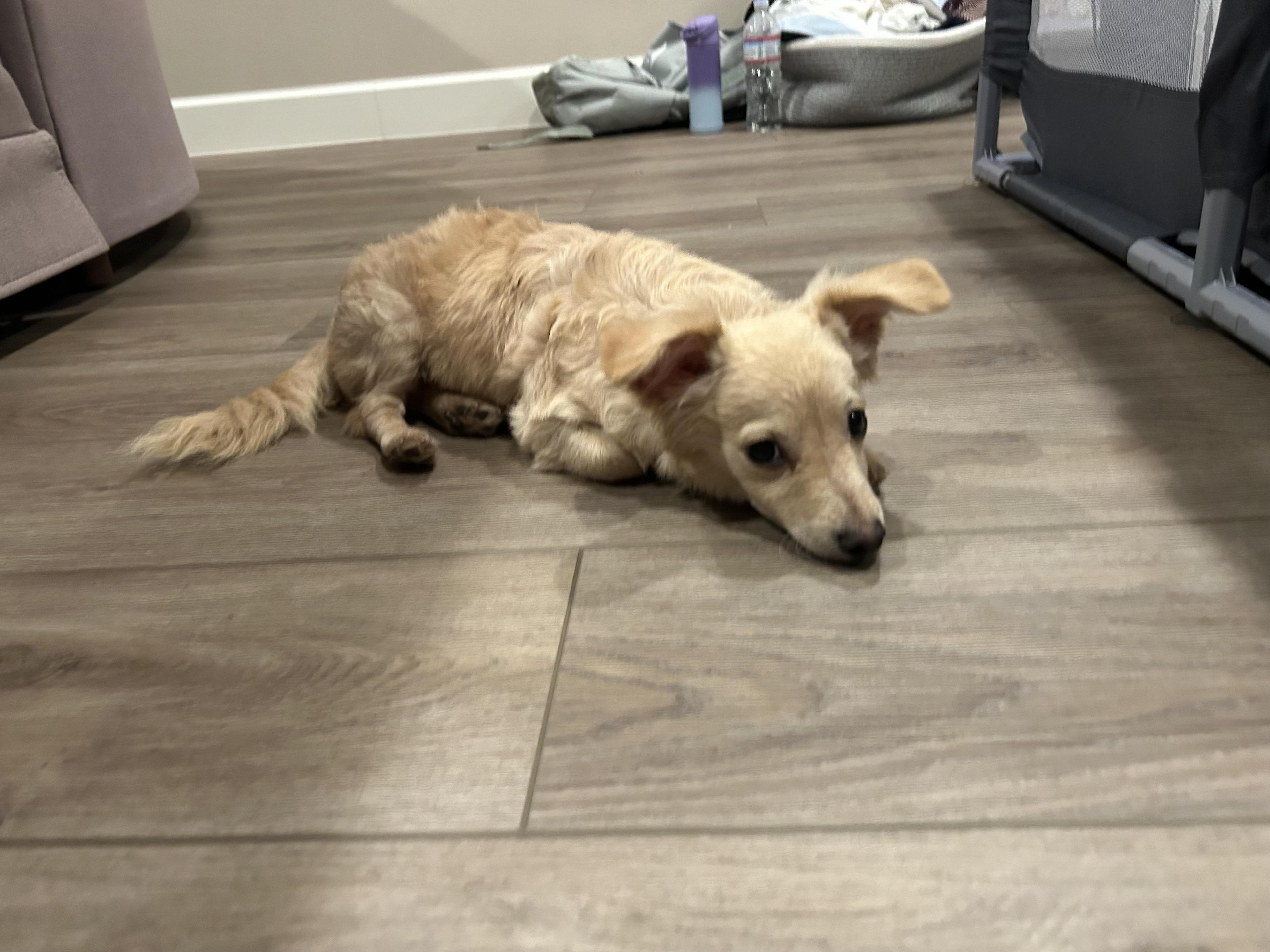 Light Tan Puppy Needs