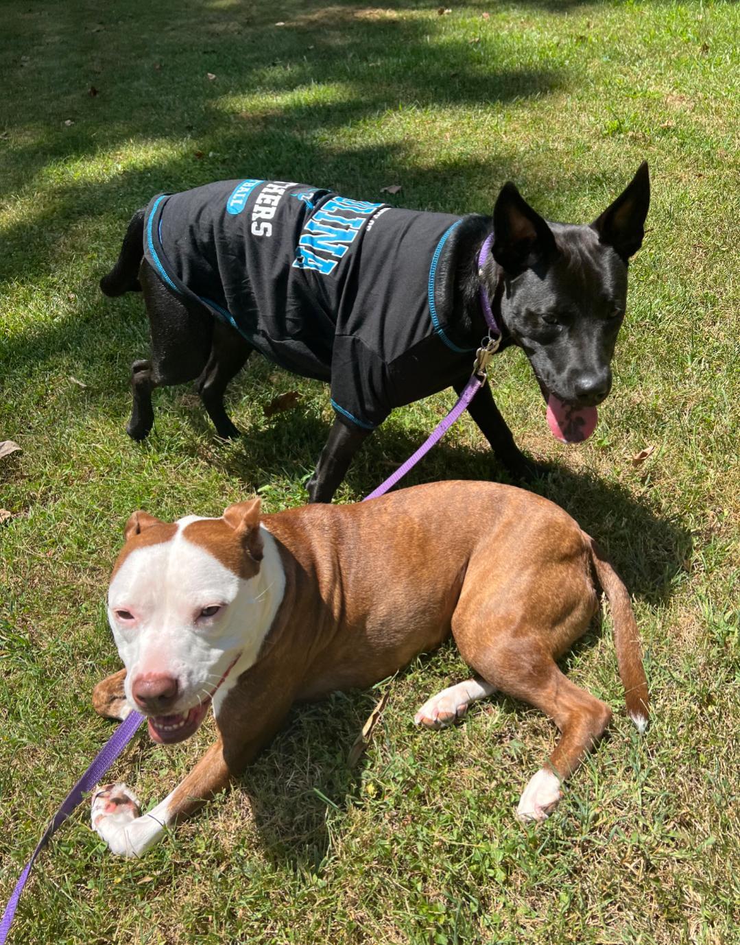 Panther Shelby Litter