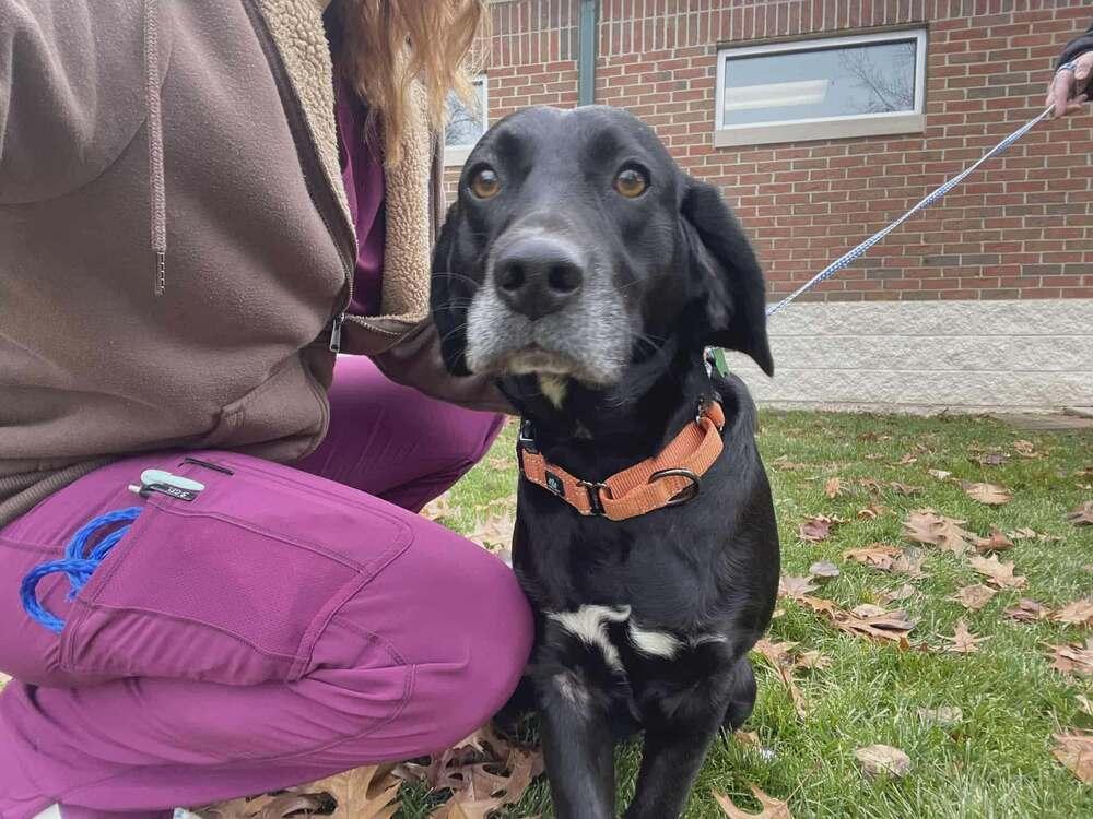 An adult medium-sized female Black Labrador Retriever dog named Renny Bonded With for adoption in Elkhart , IN