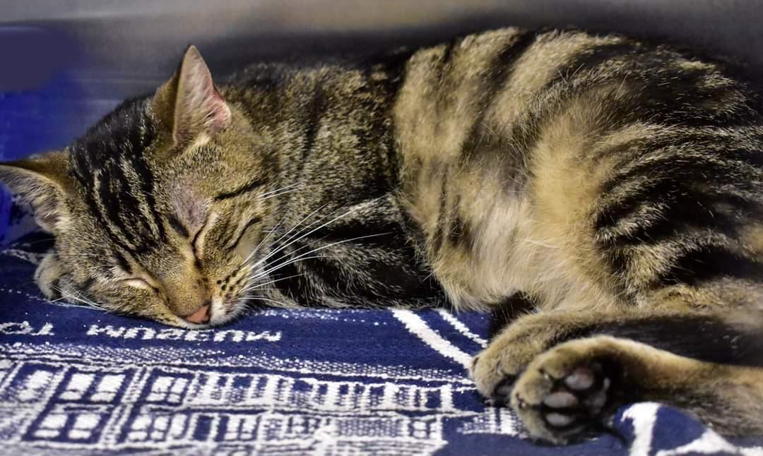A young medium-sized female American Shorthair cat named Nadya for adoption in Iroquois, IL