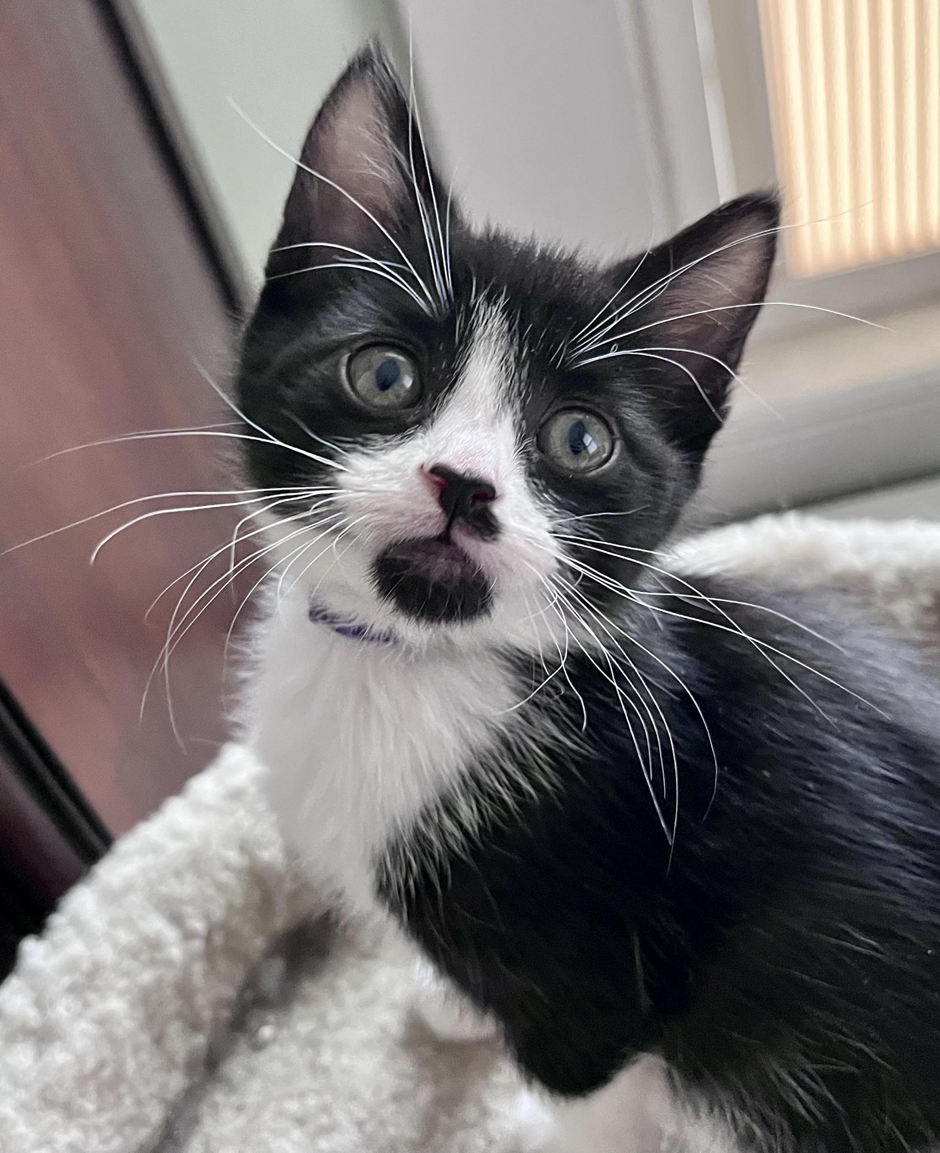 A baby medium-sized female Black & White / Tuxedo Domestic Short Hair cat named Jackie for adoption in Rocky Hill, CT