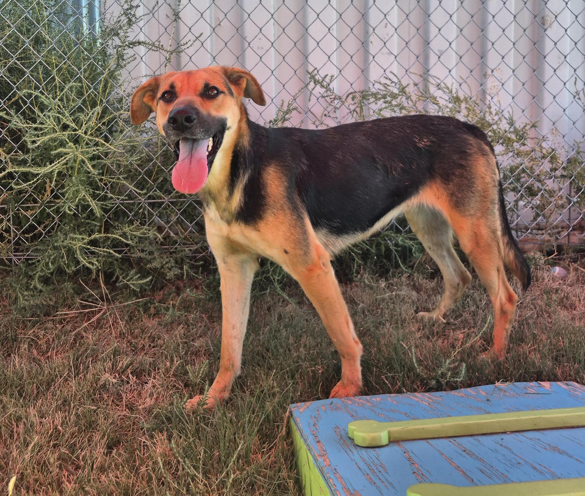 An adult medium-sized female Brown / Chocolate German Shepherd Dog dog named Esther for adoption in Canyon, TX