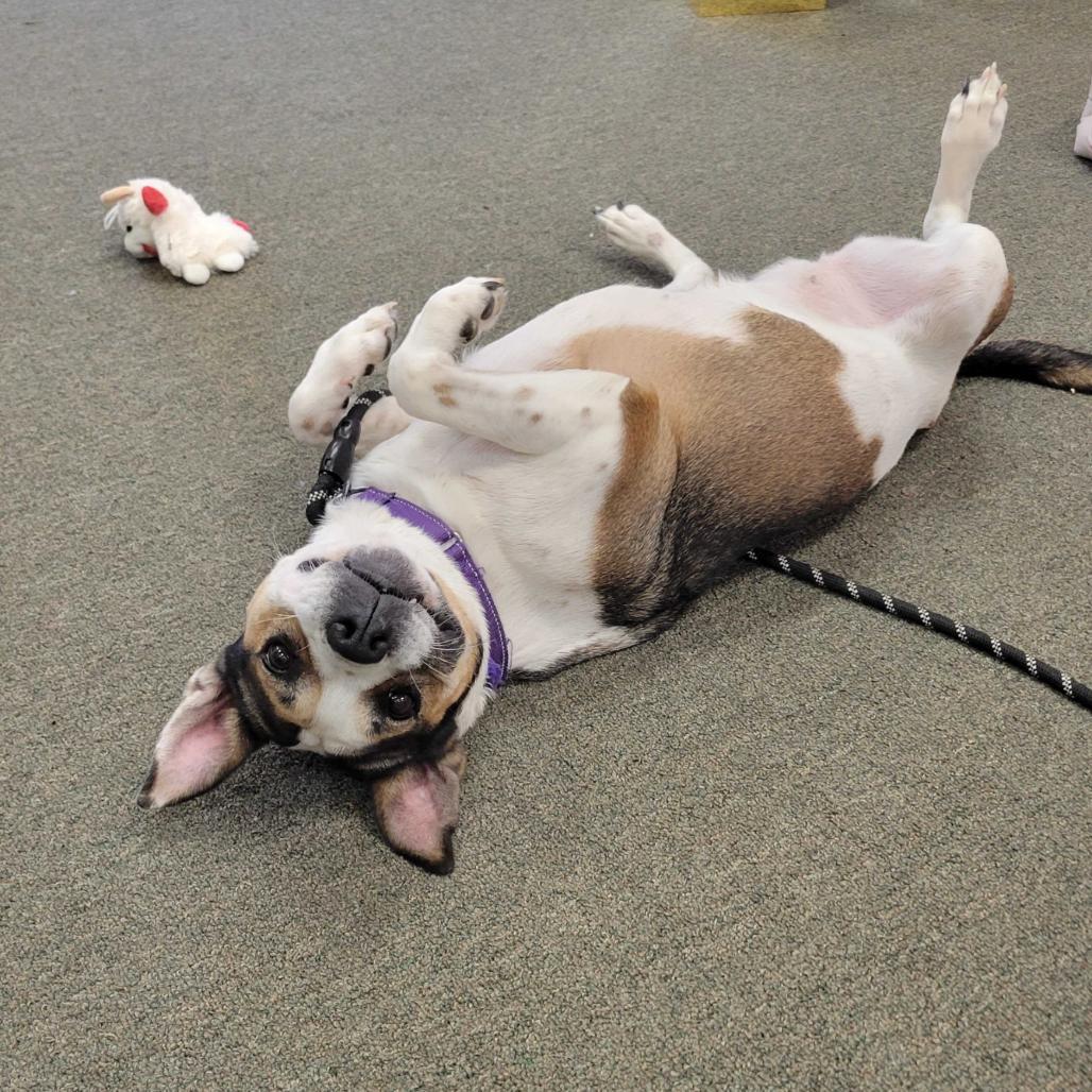 Cookie Dough photo 1