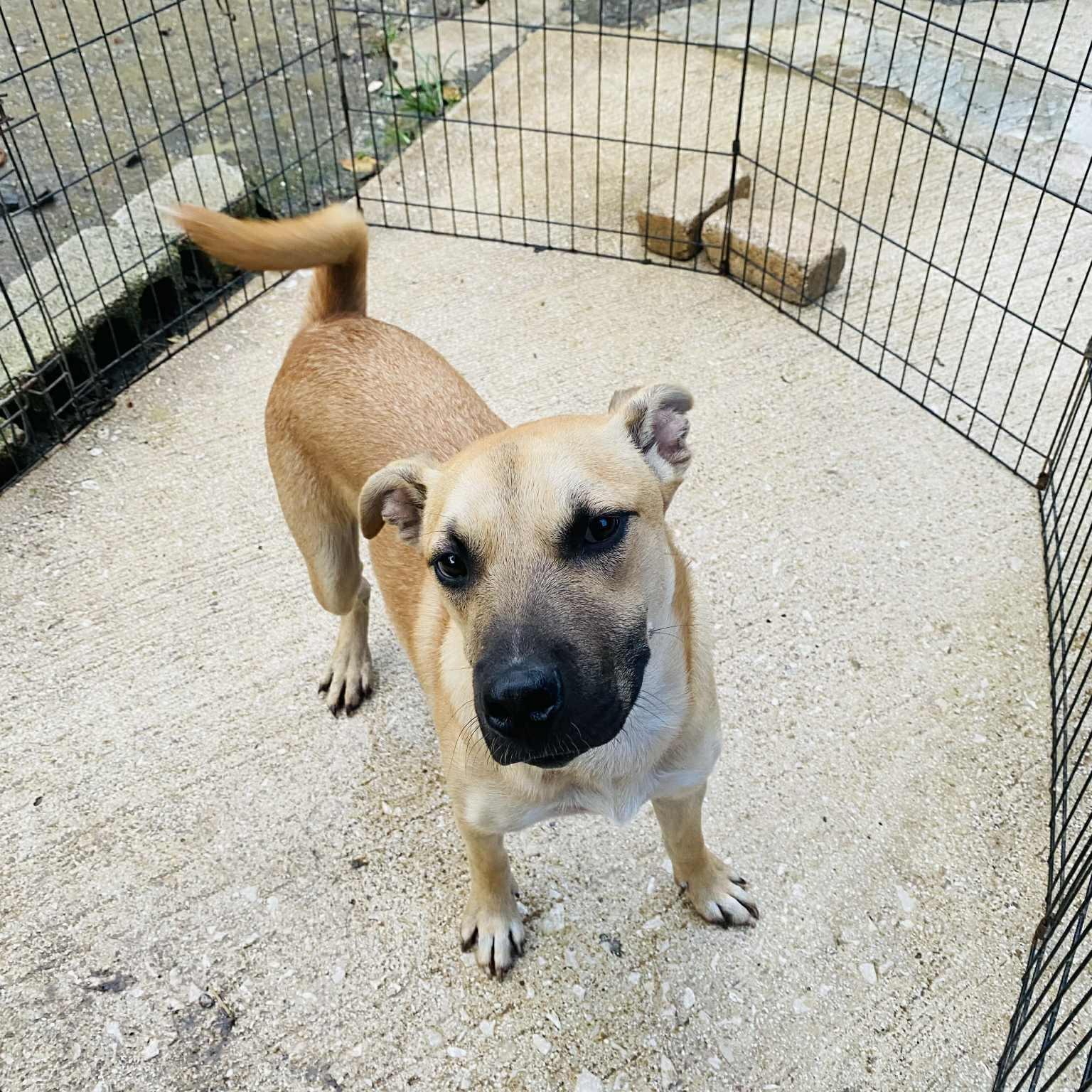 Butterscotch photo 1