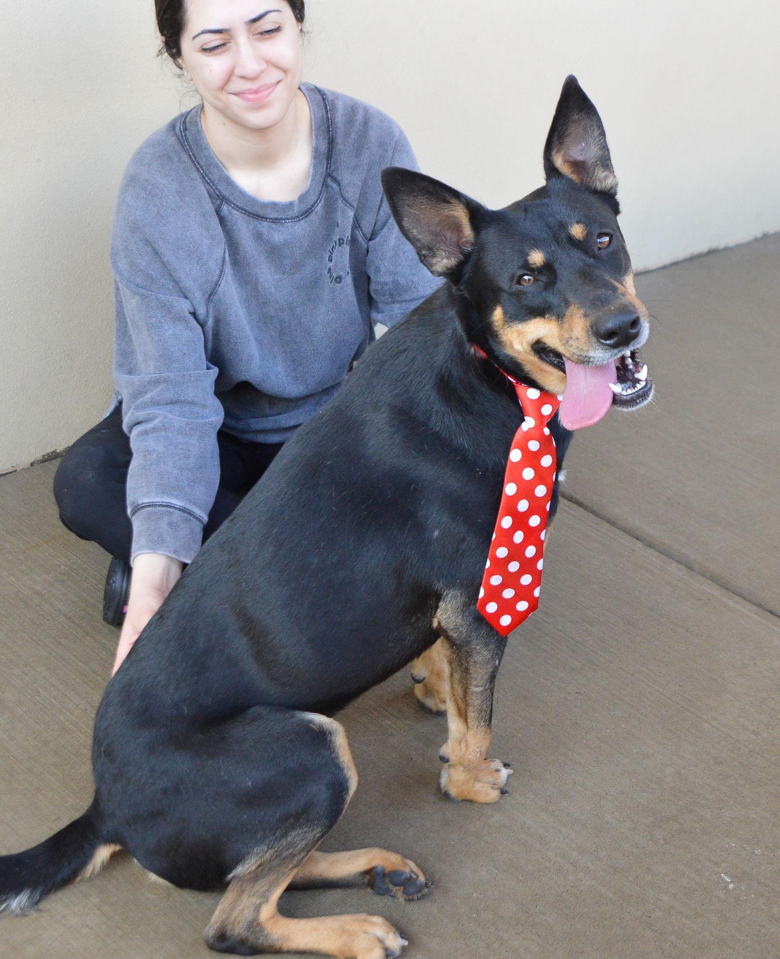 An adult large-sized male Shepherd dog named Spike for adoption in McKinney, TX