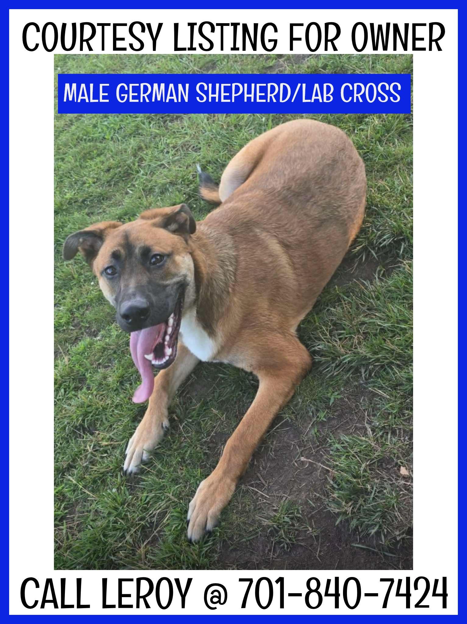 German Shepherdlab Courtesy