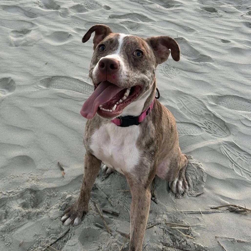 A young medium-sized male Brindle Mixed Breed dog named Mocha for adoption in Summerville, SC