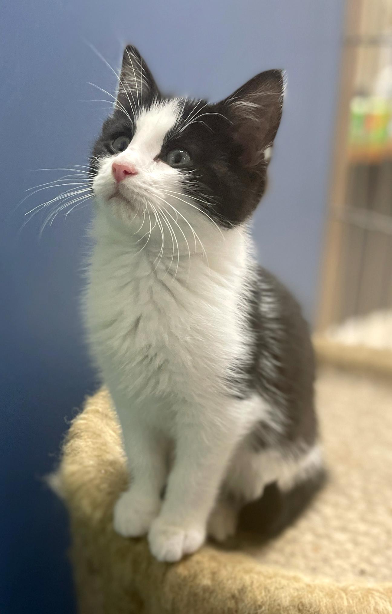 A baby small-sized female White Domestic Medium Hair cat named Lovey for adoption in Neillsville, WI