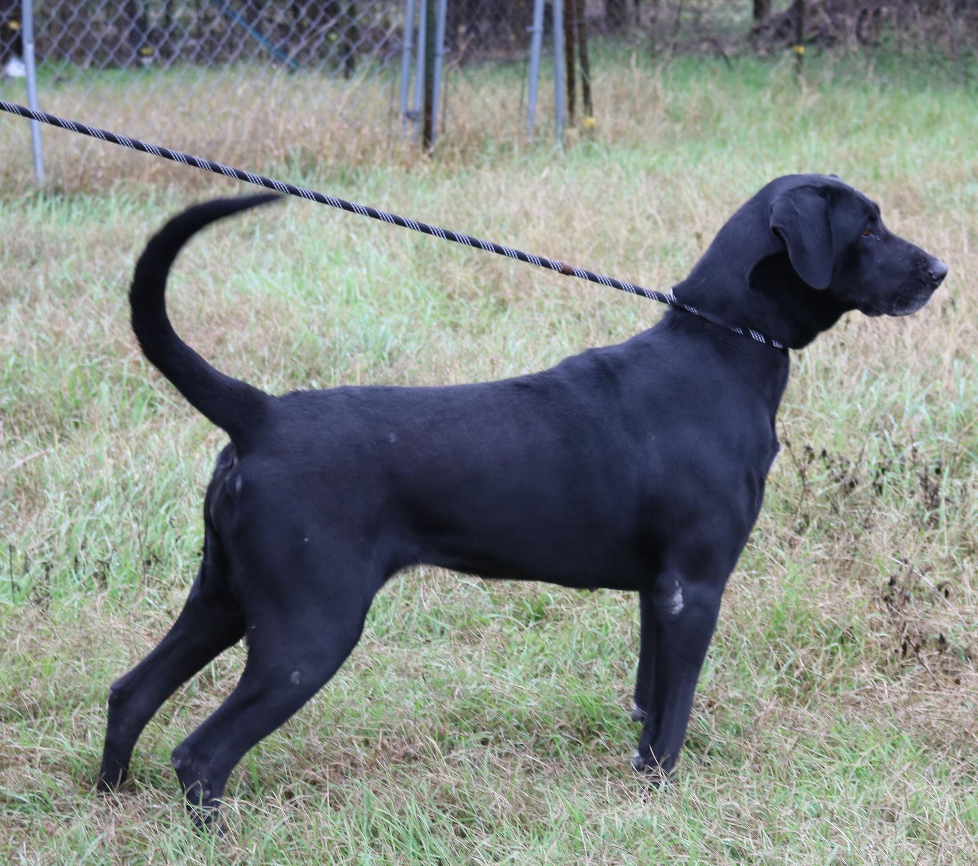 A young extra large-sized female Black Great Dane dog named Reesaw for adoption in Bandera, TX