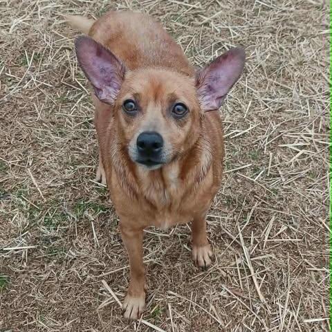 Chica Terrier Mix photo 1