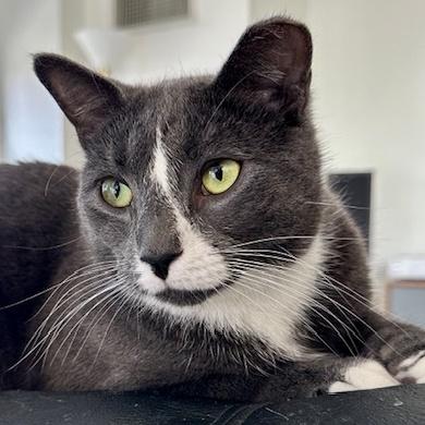 A young medium-sized male Gray & White Domestic Short Hair cat named Matisse for adoption in New York, NY