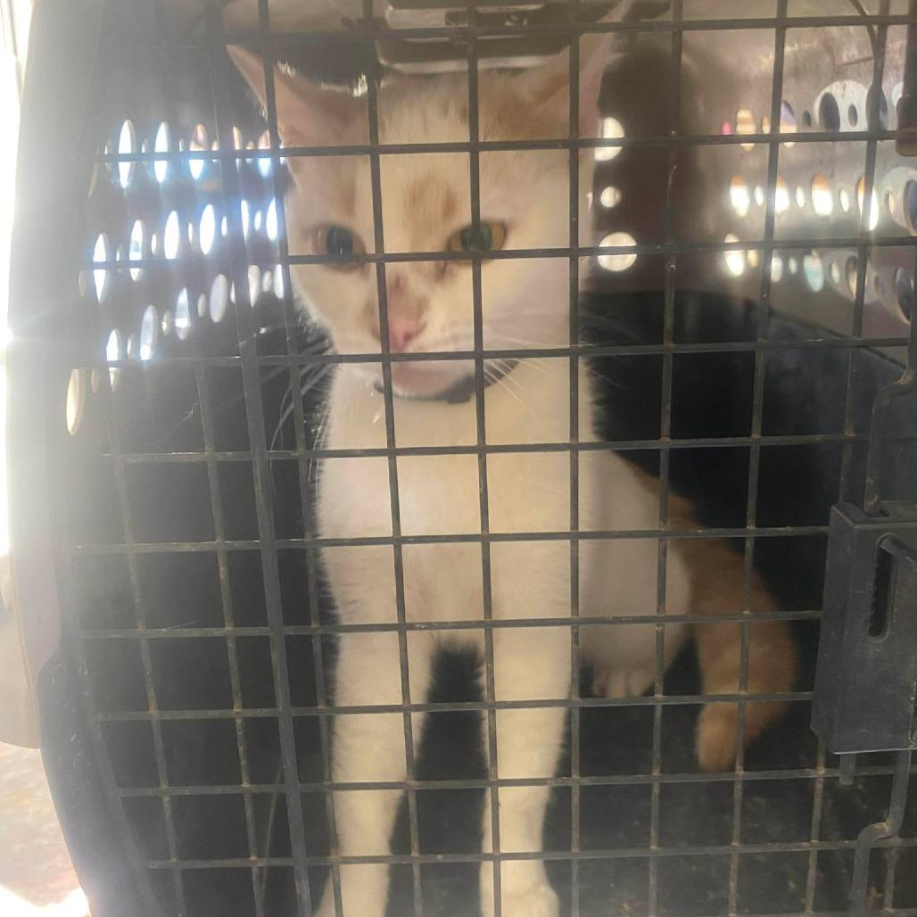 An adult medium-sized female White Domestic Medium Hair cat named Catherine for adoption in Huntington, WV