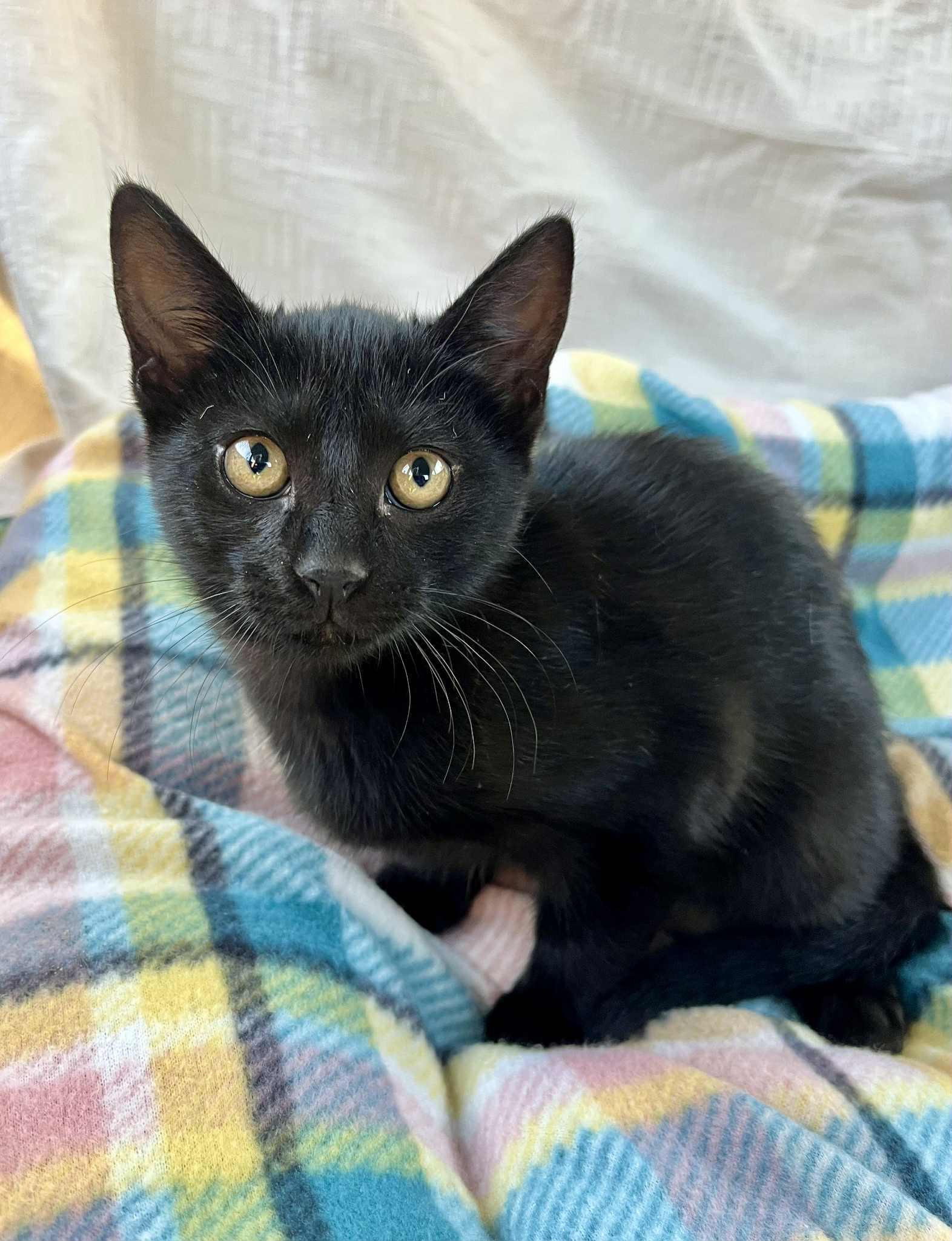 A baby medium-sized female Black Domestic Short Hair cat named Scully for adoption in Gulfport, MS