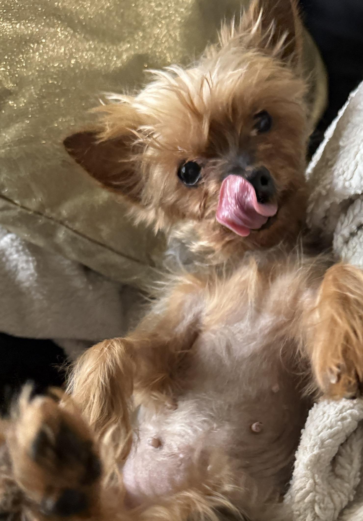 Tiny Terrier Ready For photo 1