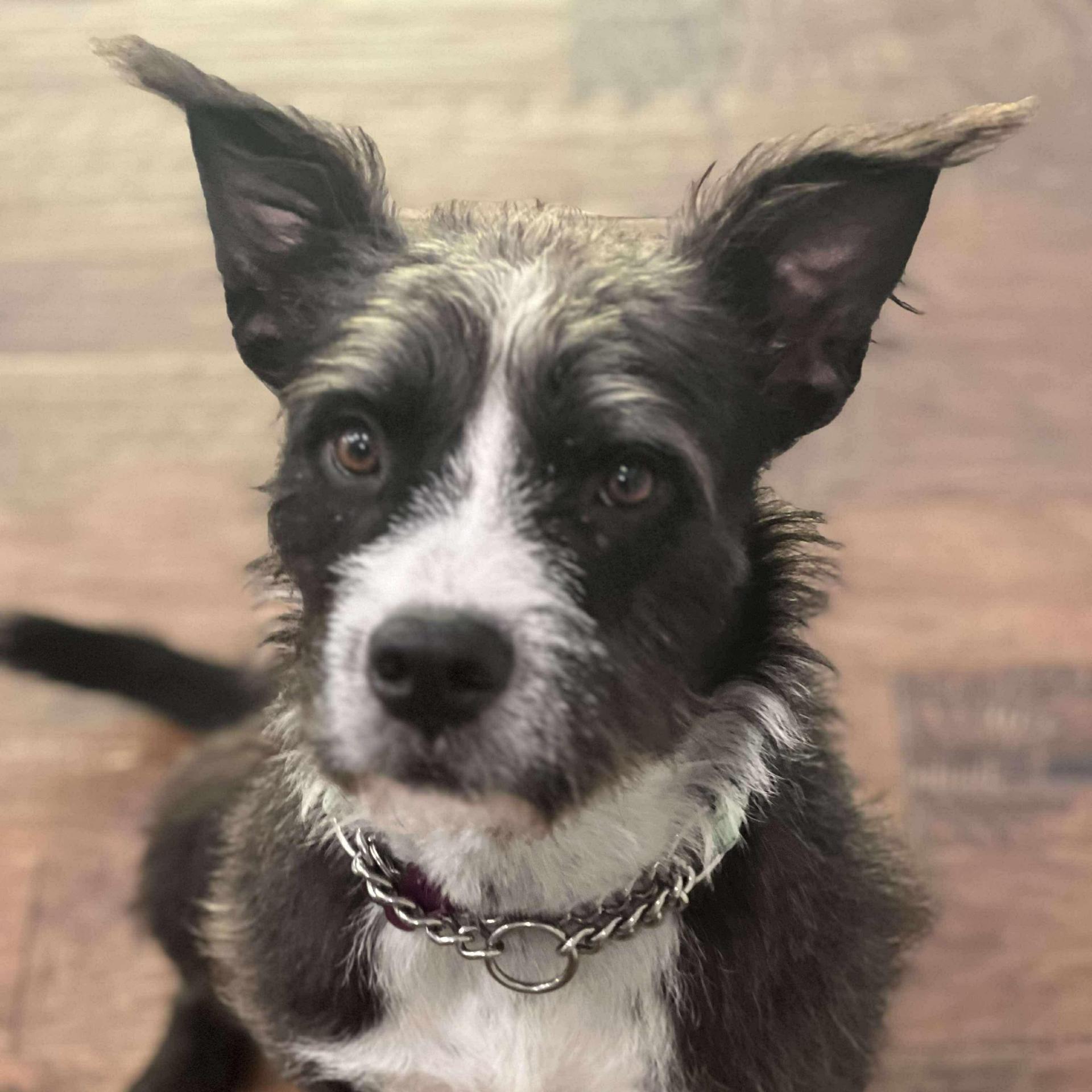 A young medium-sized male Black Wirehaired Terrier dog named Chance for adoption in Dysart, IA