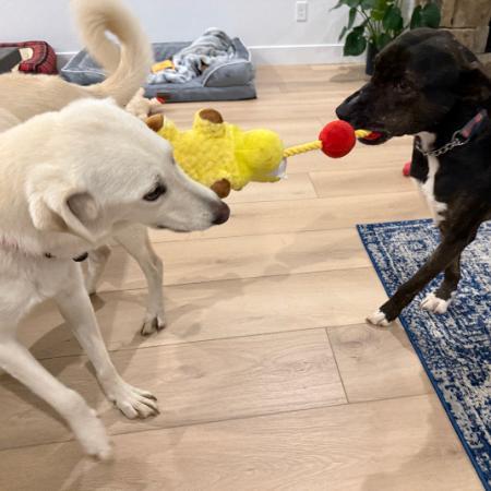 An adult medium-sized female White / Cream Mixed Breed dog named Skylee for adoption in Flagstaff, AZ