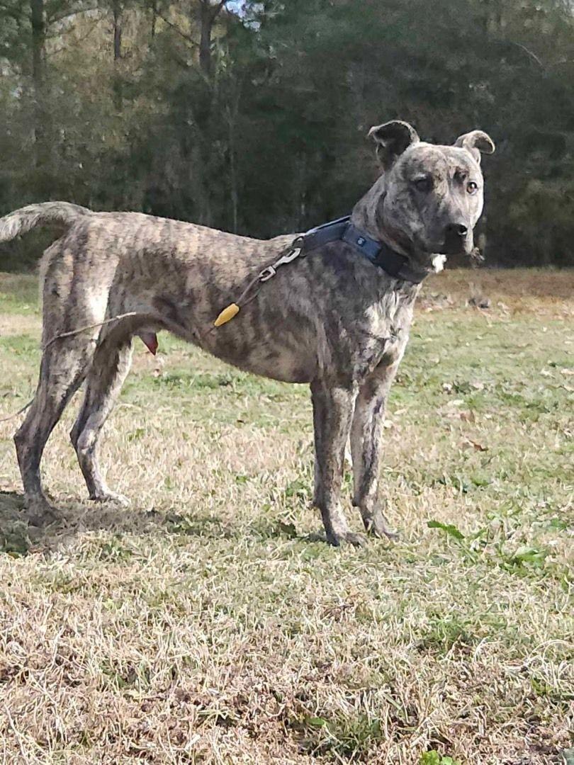 A young medium-sized male Brindle Plott Hound dog named Trooper for adoption in Ville platte, LA