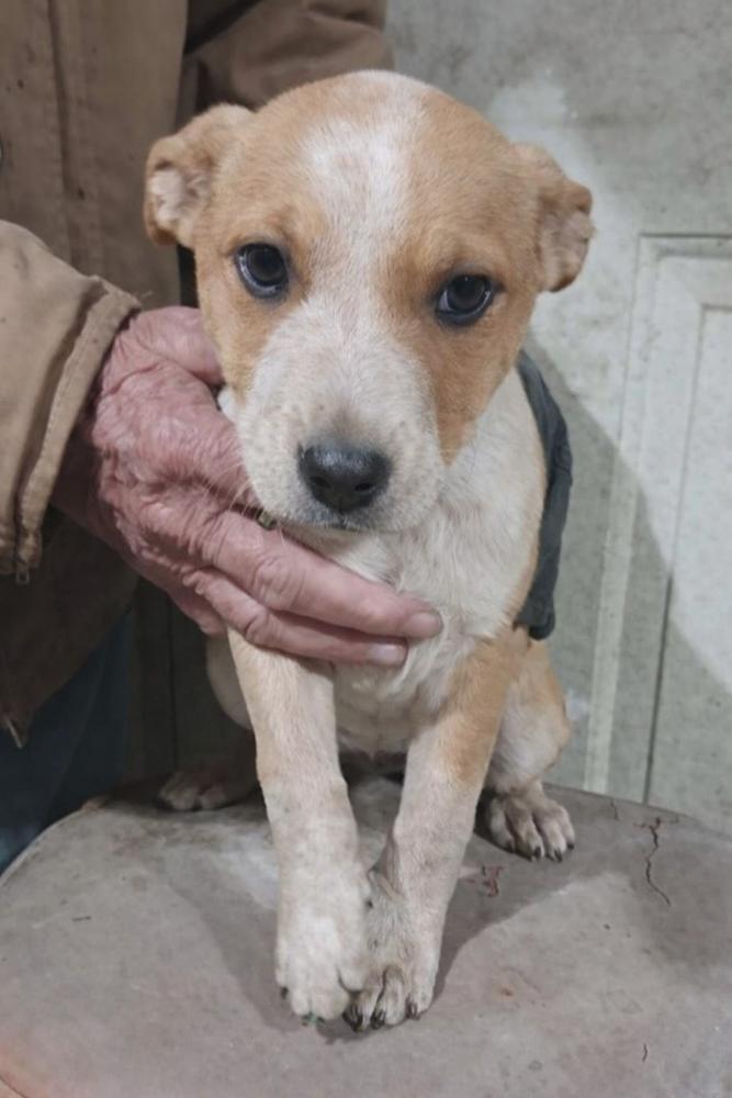 Southern Country Crew