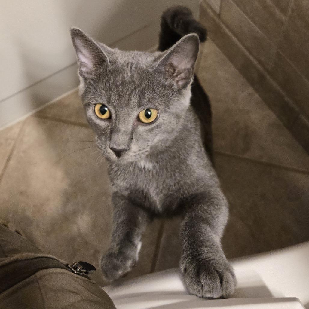A young medium-sized male Gray / Blue / Silver Domestic Short Hair cat named Luke In Arnold Md for adoption in Alexandria, VA