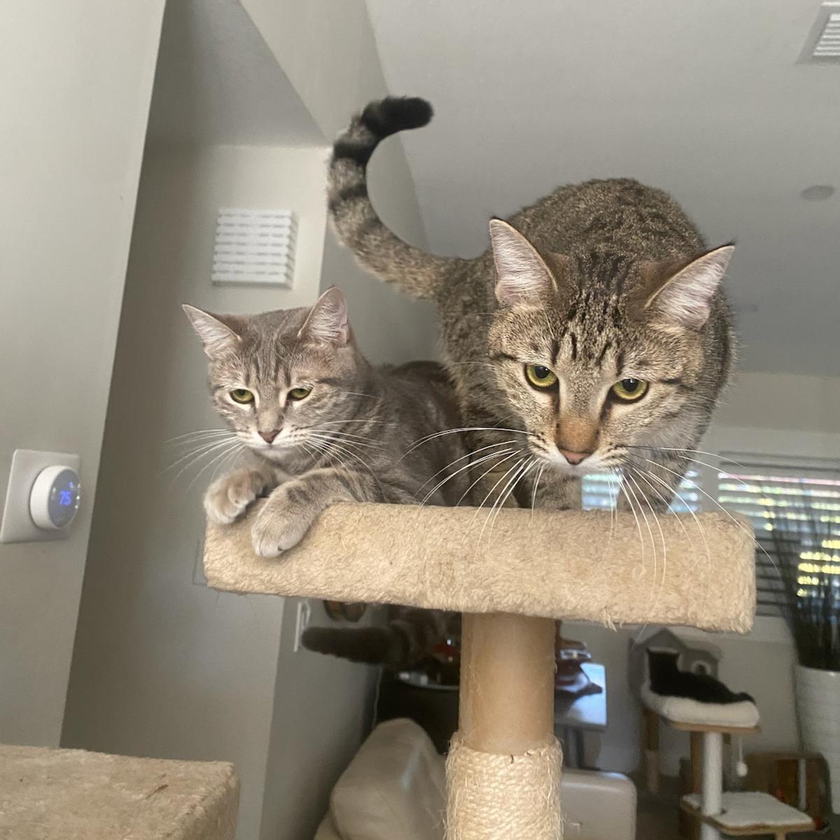 An adult medium-sized female Domestic Short Hair cat named Lexi And Comet for adoption in Miami, FL