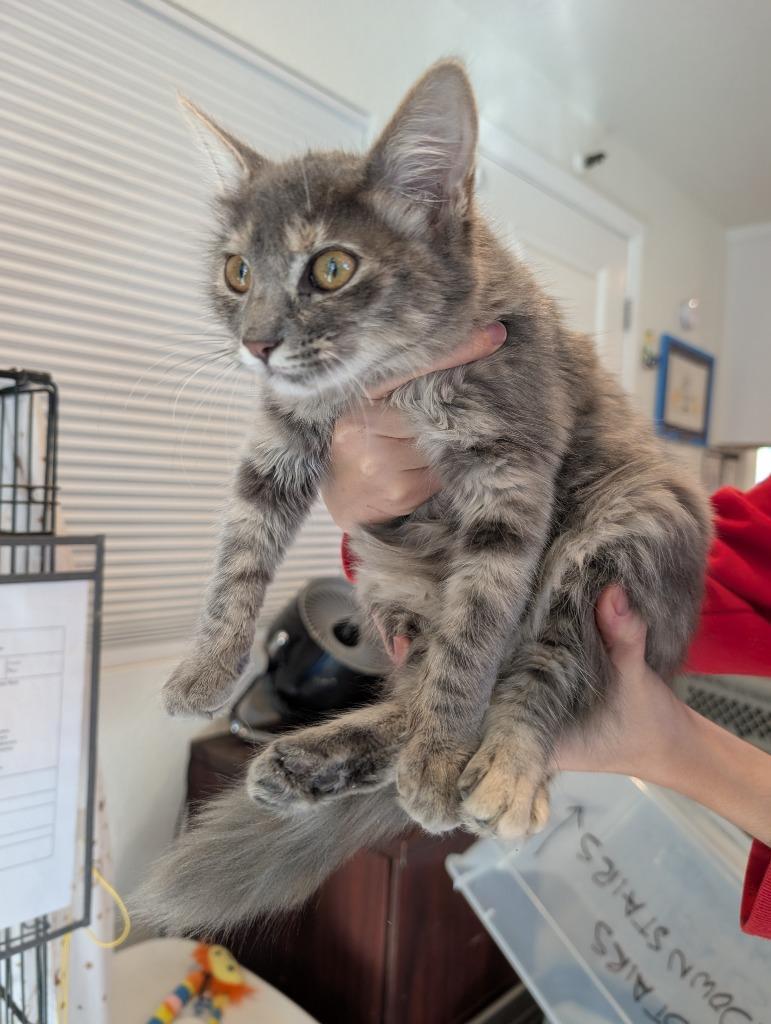 A young medium-sized female Domestic Long Hair cat named Faye for adoption in San Pedro, CA