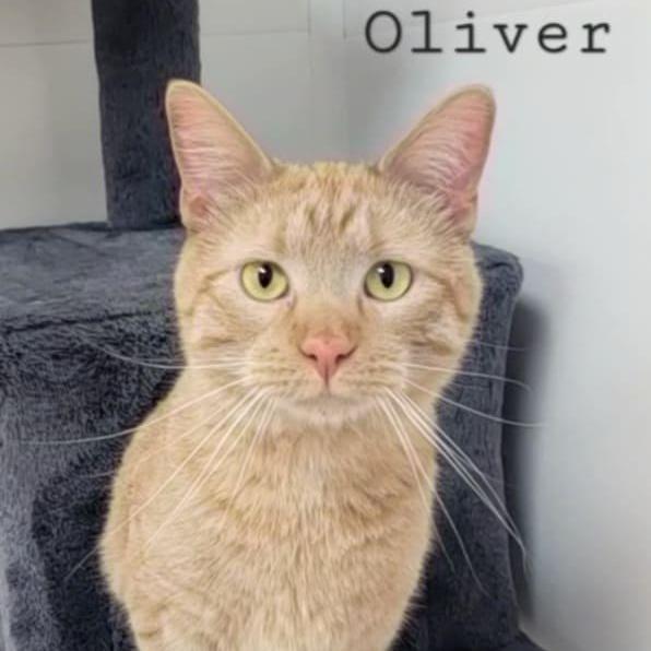 Oliver