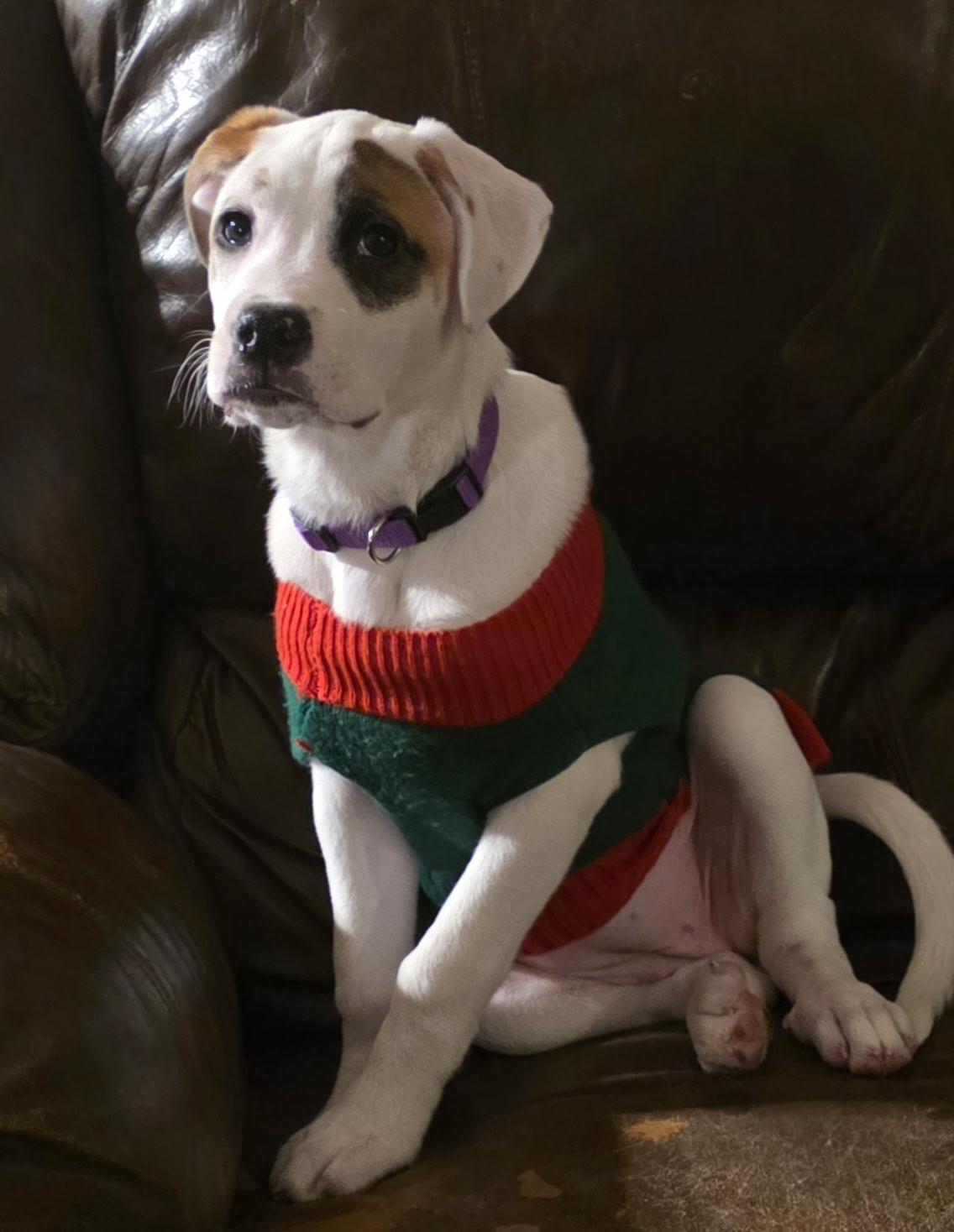 Princess The Boxer Mix