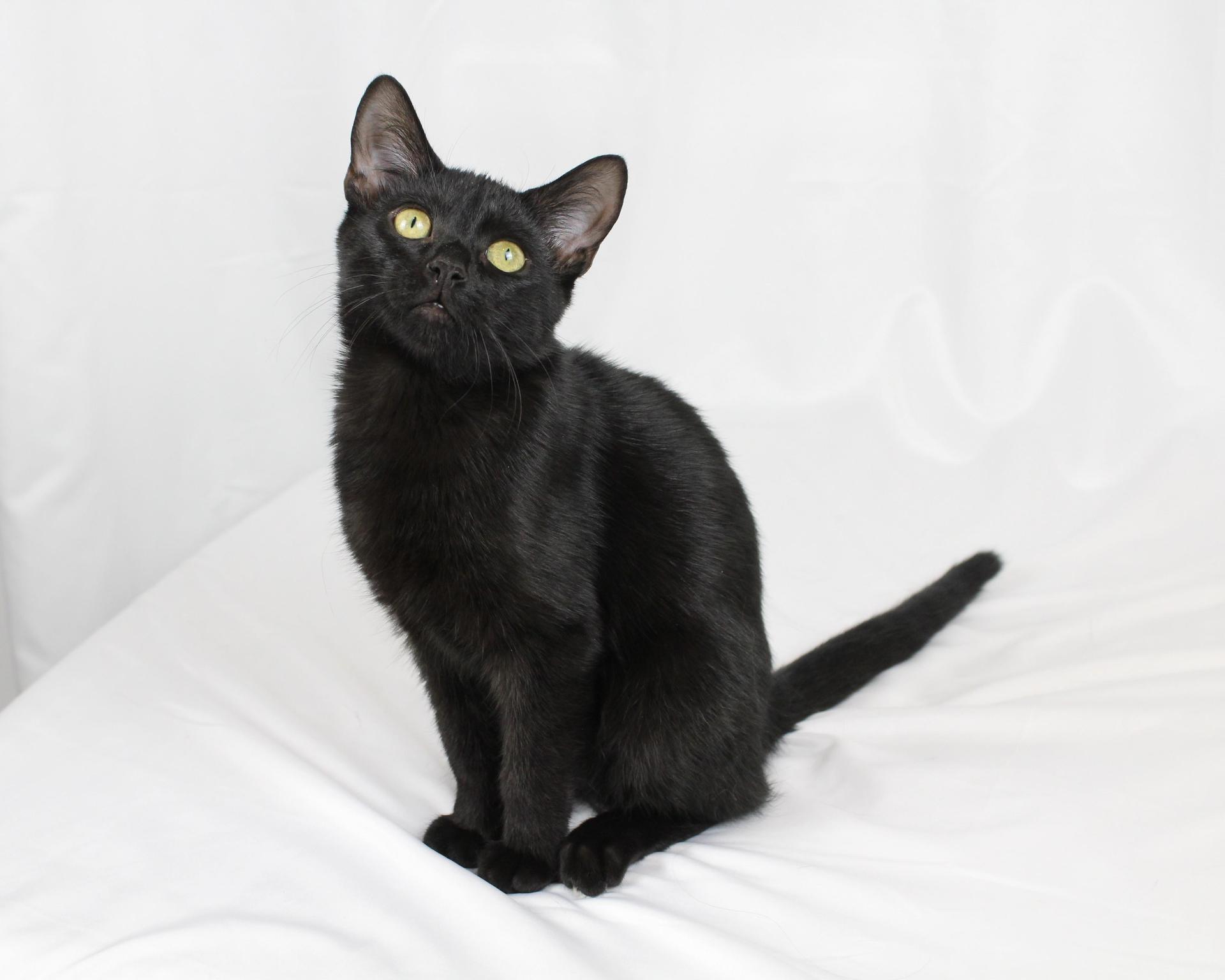 A baby medium-sized female Black Bombay cat named Misty for adoption in Tuscaloosa, AL