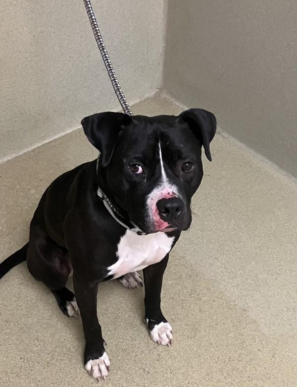 An adult medium-sized male Pit Bull Terrier dog named Lenny for adoption in Napa, CA