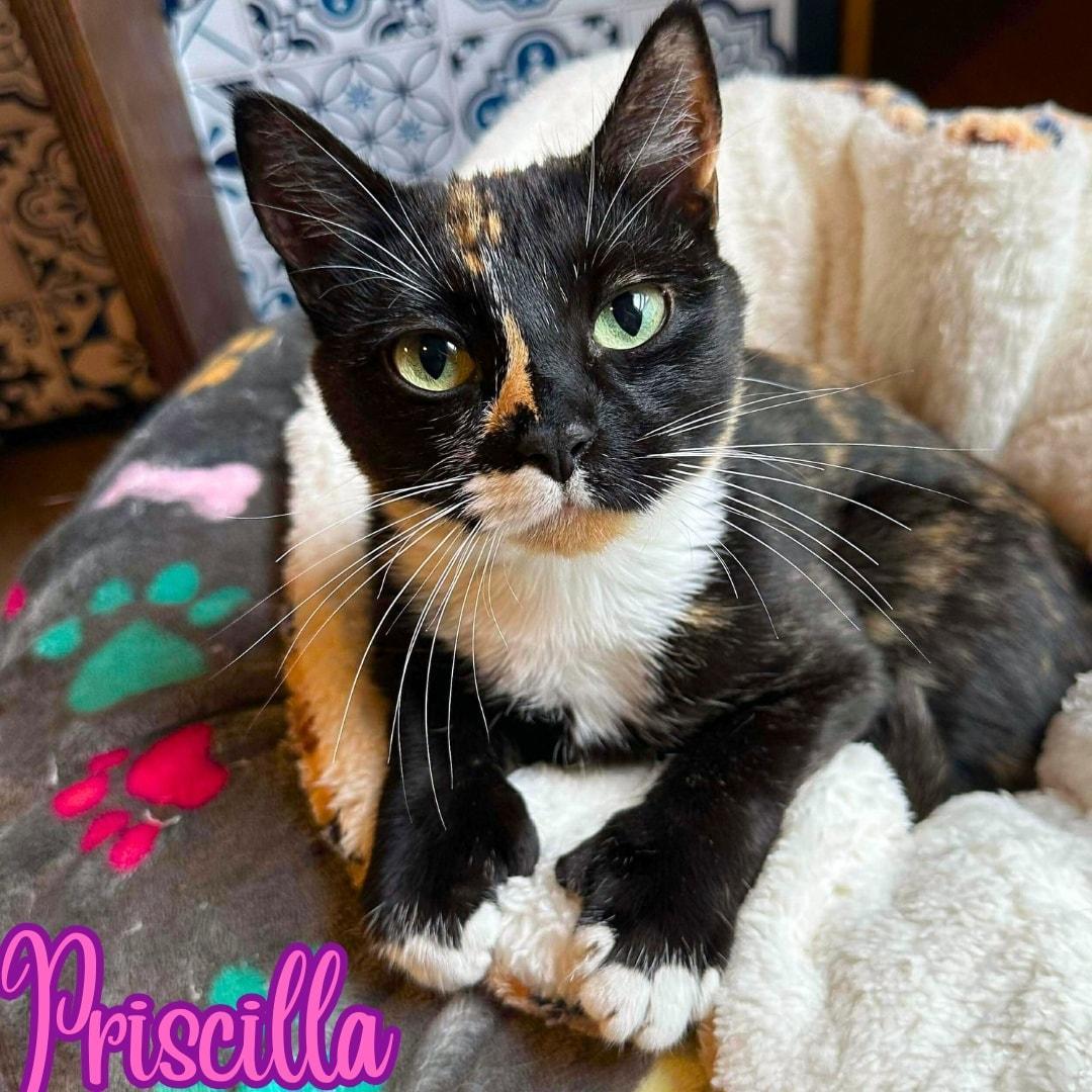 Priscilla Hemingwaycalicolap Cat