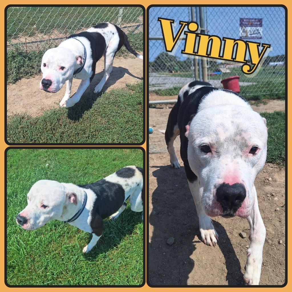 Vinny