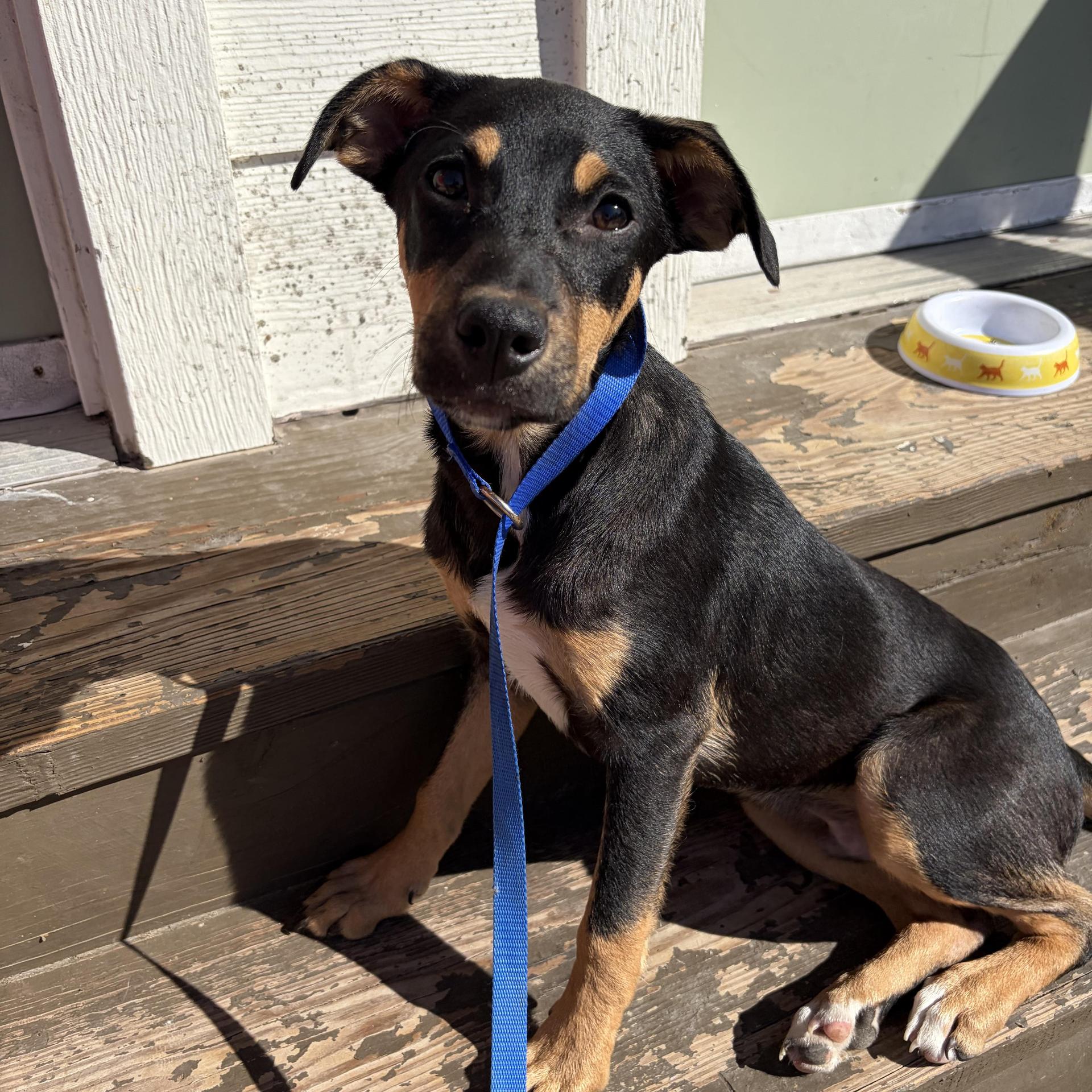 A baby medium-sized male German Pinscher dog named Jordan for adoption in Harlingen, TX