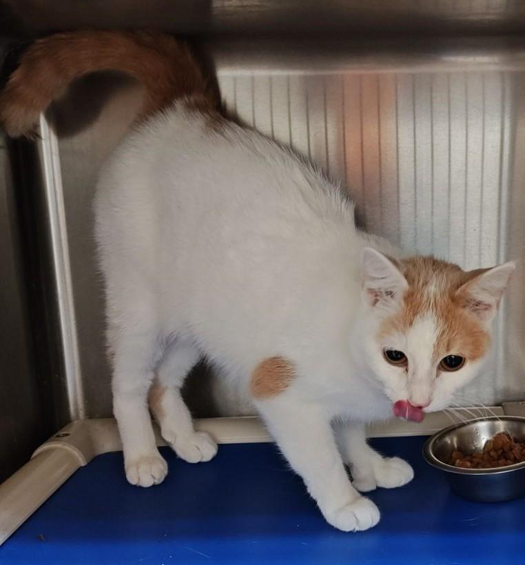 Bea& Macaronibonded Pair